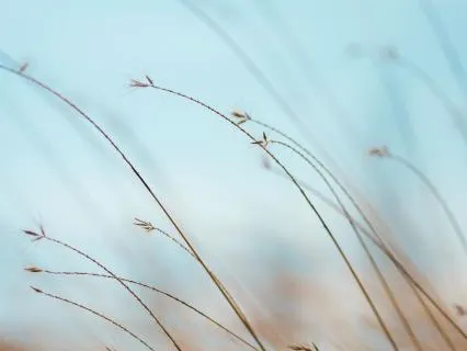 Nervous System Reset