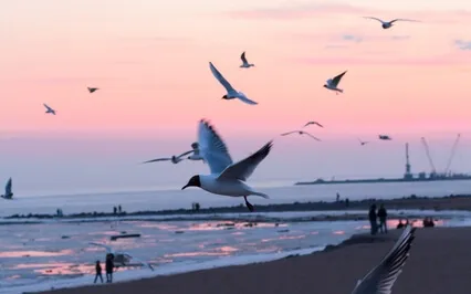 Hypnotic Nature: Sleeping To The Sound Of Birds