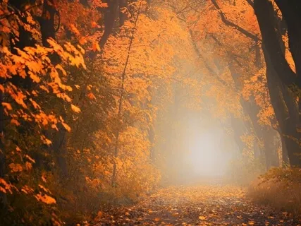 Hypnotizing | Schumann Resonance & Binaural Delta Brainwave