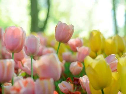 I Am A Magnet For Miracles