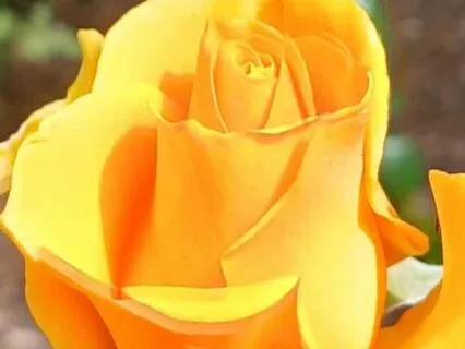 I Am A Money Magnet Mindset Meditation