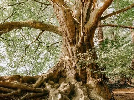 I Am (A Poem For Remembering Your True Self)