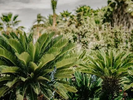 I AM Abundance Affirmations