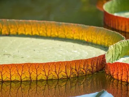 I Am Affimations For Abundance, Prosperity, And Success