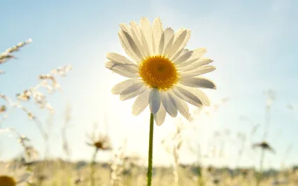 I Am Affirmations For Abundant Health & Healing - Looped