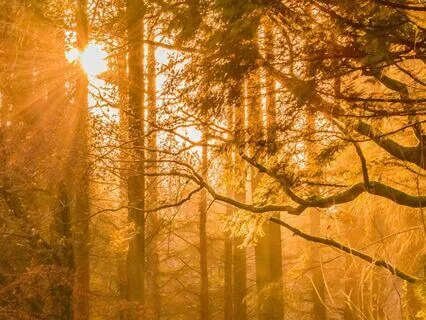 I Am Affirmations For Aligned Growth