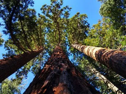 I AM Affirmations For Courage, Confidence, And Inner Power