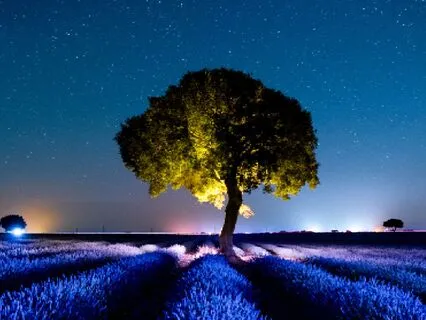 I Am Affirmations For Sleep With Lavender Frequencies