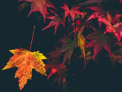 I Am Always With You