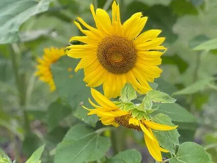 I Am At Ease Meditation