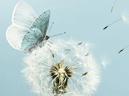 I Am Authentic ~ Support To Heal From Perfectionism