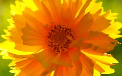 I Am Beautiful - Affirmation Song