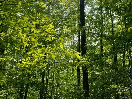 I Am Becoming That Woman — Morning Affirmations