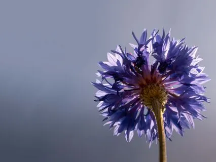 I Am Blessed! Affirmation Meditation