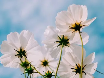 I Am Blessed – Affirmations