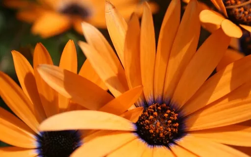 I Am Creative — Sacral Chakra Energy Clearing