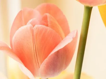 I Am Enough Affirmations