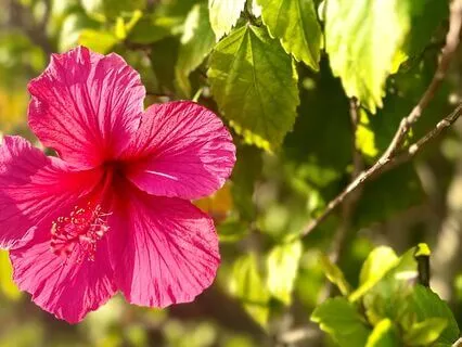 I Am Enough || Jai Santoshi Ma :: Affirmation & Mantra Song