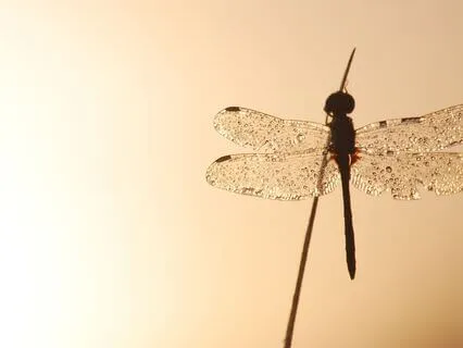 I Am Free - Supportive Healing For Past Invasiveness