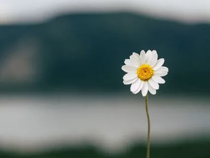 I Am Grateful - Mini Mindfulness Series