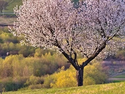 I AM Guided Meditation