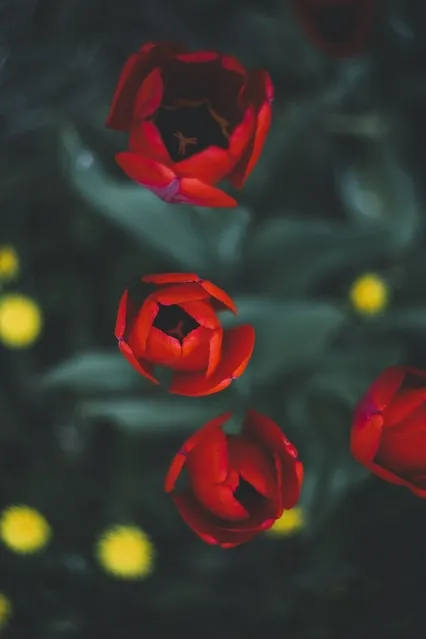 I Am Happy, I Am Healthy, I Am Peaceful