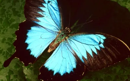 I Am Healing (From Grief) -Affirmation Song