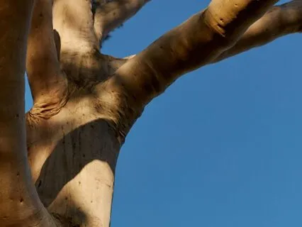 I Am Here: An Orienting & Grounding Practice