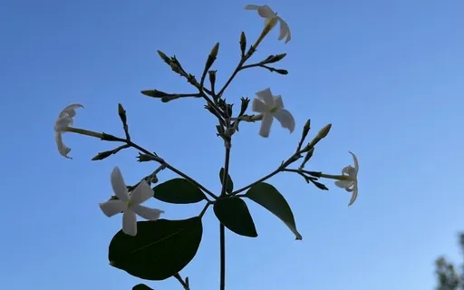 I Am Here. I Am In My Body. I Am Listening To My Body