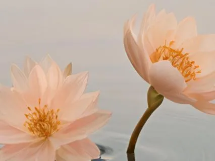 The Four Most Important Words For Inner Peace