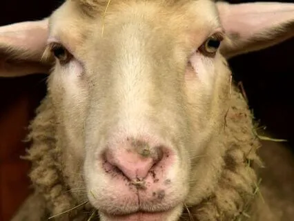 "I Am" - Lent Day 20: Abundant Life In The Fold