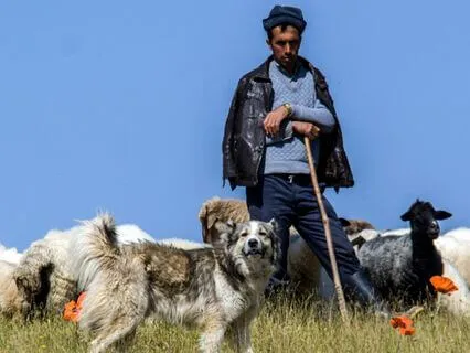 I Am - Lent Day 25: The Lost Sheep