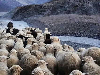 I Am - Lent Day 27: One Flock, One Shepherd