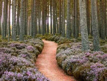 I Am - Lent Day 35: Do Not Let Your Hearts Be Troubled