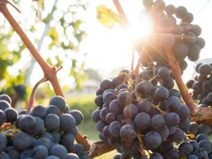 I Am - Lent Day 43: The Source Of Life