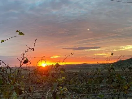 I Am - Lent Day 44: Pruned To Grow