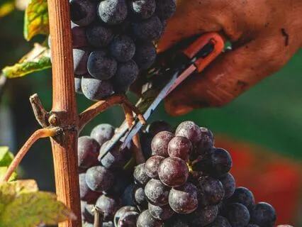 I Am - Lent Day 46: Bearing The Fruit Of Love