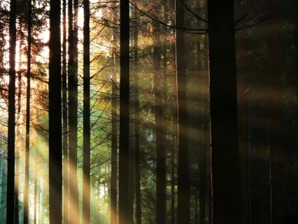I Am Love, I Radiate Love, I Receive Love Meditation