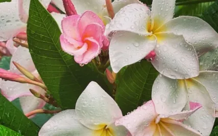 "I Am Loved" Meditation