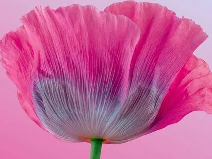 I Am Meditation - Long Version