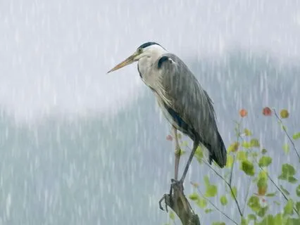 I Am Nurtured By The Rain: A Poem