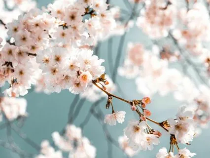 Spa Music - For Relaxing And Sleeping "Serenity Unfolds"