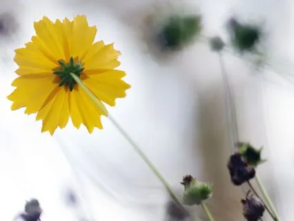 I Am Open To This Day - Mini Mindfulness Series