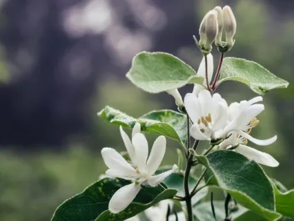 I Am Powerful. I Am Happy. I Am Healthy. I Am Beautiful.