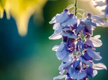 I Am Present Everywhere 