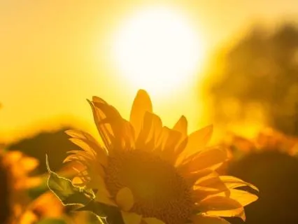 I Am Radiant: Bask & Bloom (Day 14/14 · Radiance Journey)