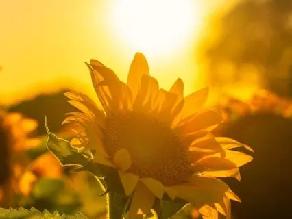 I Am Radiant: Drop In (Day 10/14 · Radiance Journey)