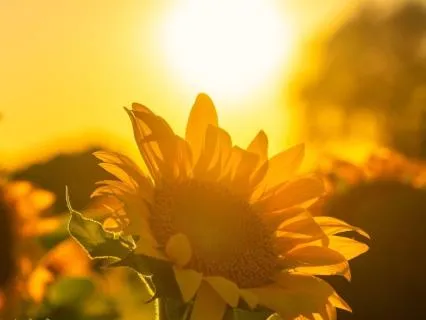 I Am Radiant: Flow & Glow (Day 11/14 · Radiance Journey)
