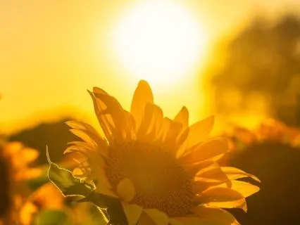 I Am Radiant: Lighten & Land (Day 7/14 · Radiance Journey)
