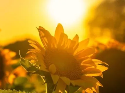 I Am Radiant: Open & Glow (Day 4/14 · Radiance Journey)
